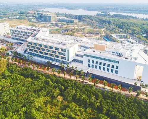 食用黑豆能否提升基础卵泡数量？